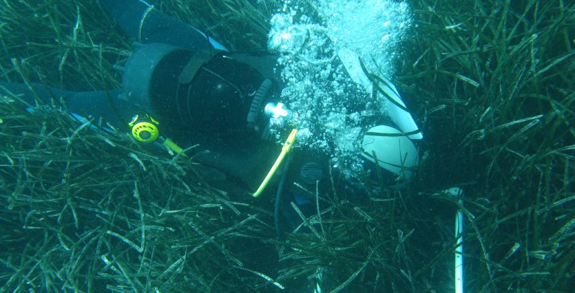 Underwater Forests We Need to Protect – NAUI Blog